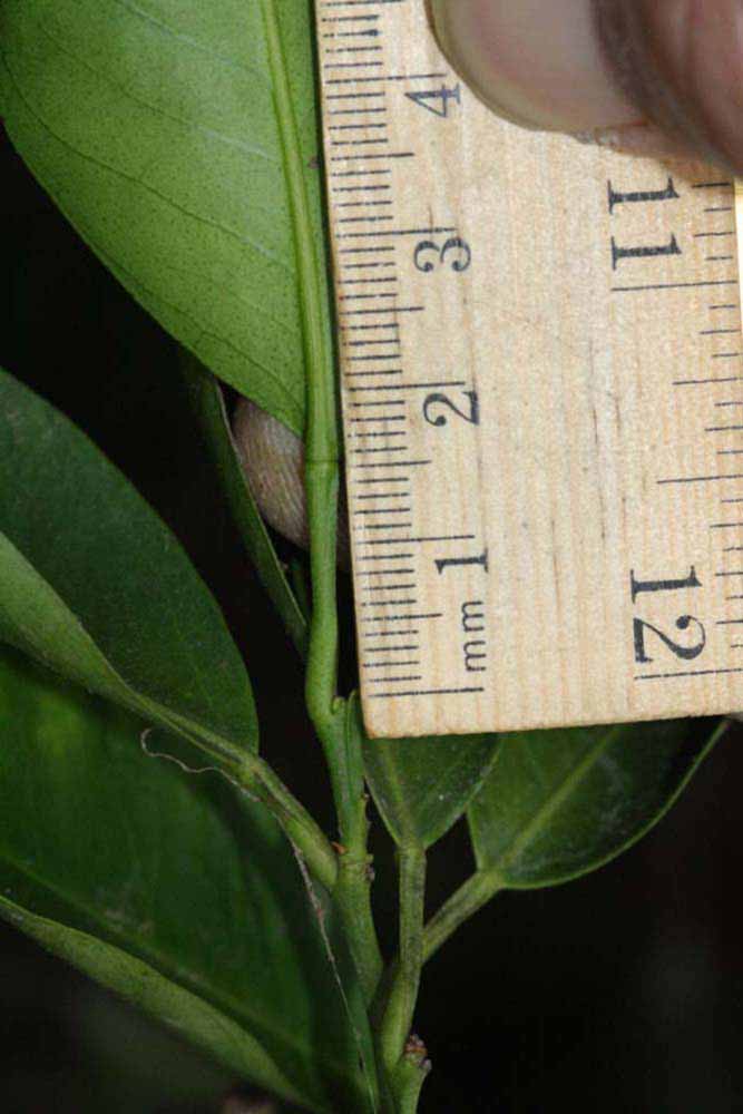              Unifoliolate leaf (Riverside, CA)       